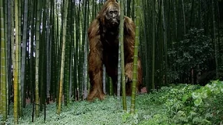 The Largest Ape that Ever Lived Documentary