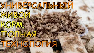 ДОМОВЫЙ СВЕРЧОК. Acheta domesticus. ПОЛНАЯ ТЕХНОЛОГИЯ ВЫРАЩИВАНИЯ