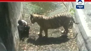 SHOCKING VIDEO: White tiger kills youth at Delhi zoo