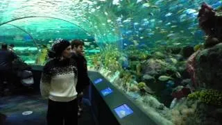 Toronto Ripley's Aquarium of Canada and CN Tower (January 2014)