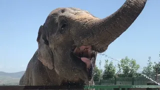 Тайган, Крым ✔️ Слон в жару пьёт воду 🐘