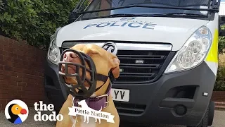 Police Take Guy's Dog Just Because She's A Pit Bull  | The Dodo Pittie Nation