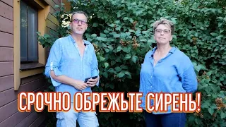 Секреты петербургских садовников. Летняя стрижка сирени, болезни, лечение, профилактика.