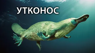 Утконос - очень странное животное