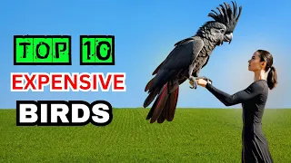 Top 10 Expensive Birds in the world | Zoom in out |