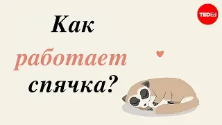 🧐  Как работает спячка? - Sheena Lee Faherty (TED-Ed на русском)