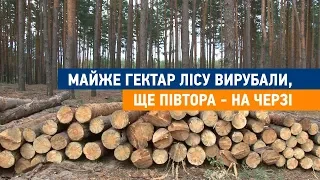 Майже гектар лісу вирубали, ще півтора - на черзі