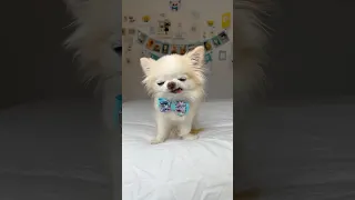 Tiny Cedric’s hilarious sneeze attack 😂 #funnydog #sneeze #dog