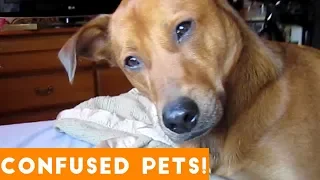 Funniest Confused Pets Compilation 2018 | Funny Pet Videos