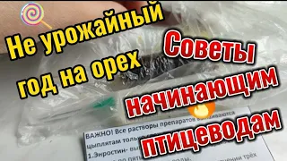 Основные правила выращивания суточных цыплят бройлеров грецкого ореха не будет в этом году.