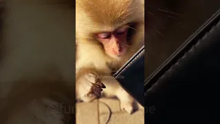 Laugh a Lot With The Funny Moments Of Monkeys 🐵| Pets Island 🤣🤣🤣🤣