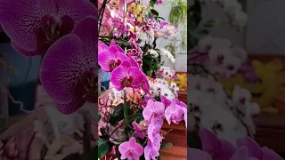 МНЕНИЕ МУЖЧИНЫ  #орхидеи #orchid #orchids #фаленопсис #phalaenopsis