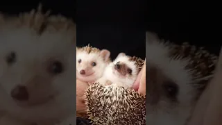 2 baby hedgehog #hedgehog #hedgehoglove #animals
