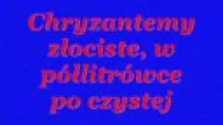 Kury - Chryzantemy złociste + tekst