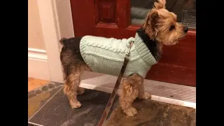 DIY Purl Stitch Cable Knit Dog Sweater