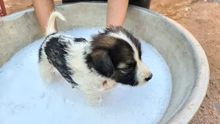 Puppy Taking bath ll First time taking bath for newborn puppy