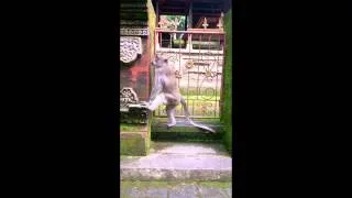 Убуд, Лес обезьян (Monkey forest) на Бали.