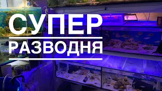 Разводня у Мастера