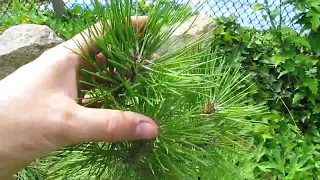 Сосна Крымская выращенная из семян/Crimean pine grown from seeds