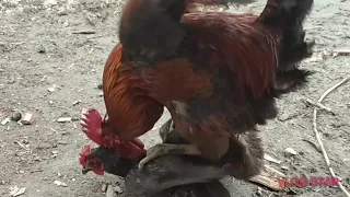 Amazing Rooster And Hen.