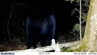 They're back! Big black bear in Western Massachusetts