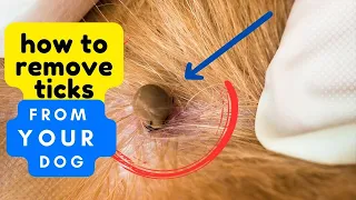 How to Remove Ticks from Your Dog and Keep Them Safe