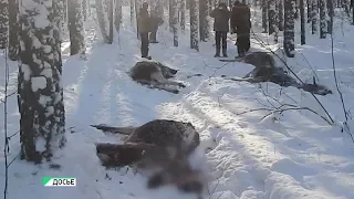 С приходом зимы в Алтайском крае выросло число браконьеров (Будни,14.12.18г.,Бийское телевидение)