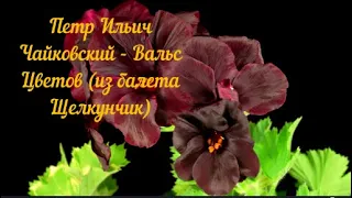 Петр Ильич Чайковский -  Вальс Цветов из балета Щелкунчик