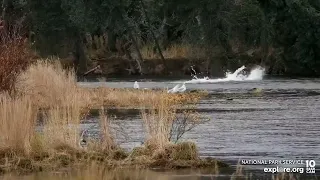 River Watch bear cam - Fish Jumps, then....  wait for it! / Explore org   10/19/22