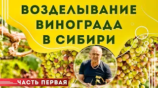 Выращивание винограда в Сибири / Часть первая