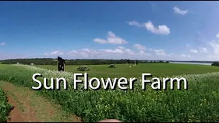 Sunflower 360 VR video