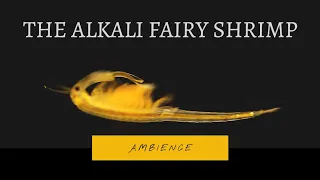 The Alkali Fairy Shrimp Ambience