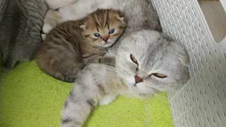 Ужасно милое видео 😘 Сборник видео про котят и маму кошку скоттиш фолд