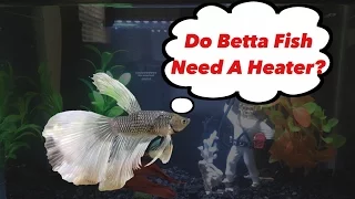 Do Betta Fish Need a Heater?