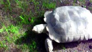 Fast Tortoise