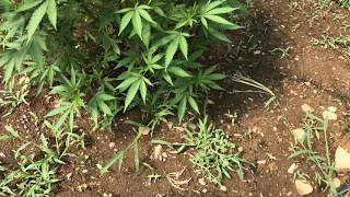 Green house clones 8/2/20 outdoor marijuana 2020