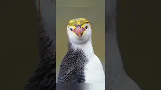 Macaroni penguin/ royal penguin