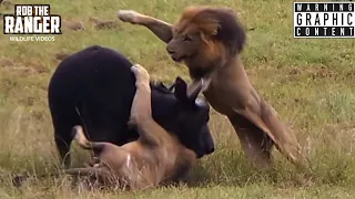 Lions Ambush Buffalo And Baby! (Epic Lion vs Buffalo Action Highlights!)