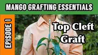 Mango Grafting Essentials | Episode 1: Top Cleft Graft