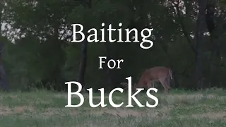 How to use Bait for Mature Bucks