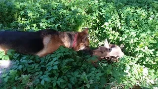 Campground Dog Surprises Owners With His Reaction To An Unexpected Visitor