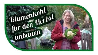 Selbstversorgung für den Herbst | Blumenkohl erfolgreich anbauen