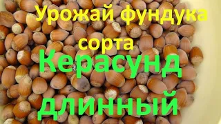 Урожай фундука  сорта Керасунд длинный