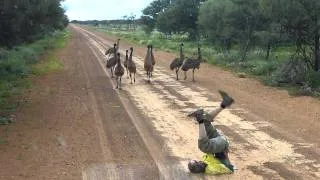Emu run!!!!.