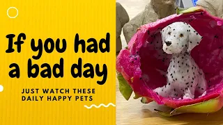 If you had a bad day, just watch these daily happy pets | Day 29