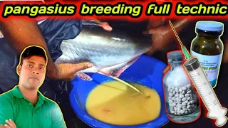 PANGASIUS BREEDING SYSTEM | HOW TO BREEDING PANGASIUS #fishbreeding #fishinfo