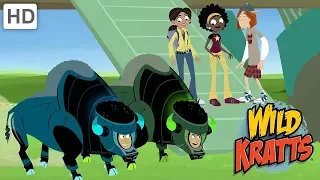 Wild Kratts - Muskox vs. Wolves and Cheetahs!