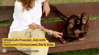 WildatLife Founder Asli with Orphaned Chimpanzees Zizi & Zeze