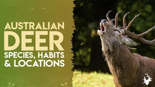 Australian Deer Species | Appearance, Behaviour, Where To Find Them & Hunting Tips #HuntingAustralia