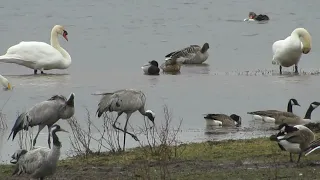 Avsnitt 15, 2023  Fåglar vid Hornborgasjön